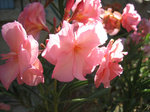 IMG_5622.JPG