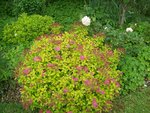 flor printemps 2007 237.jpg