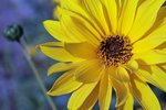 dic-IMG_6628.JPG