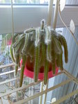 Image230.jpeg