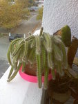 Image231.jpeg