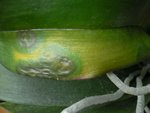 P1110540 bis.jpg