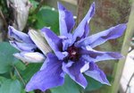 clematis 2.jpg