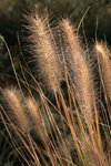 dic-IMG_6684.JPG