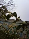 dsc00215.jpg