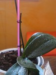 IMG_0032.JPG
