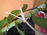 DSC01440.JPG