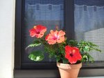 hibiscus.jpg