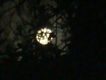 novembre 2009 032.jpg