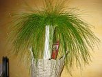 scirpus.JPG