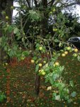 pommier vert réduit.jpg