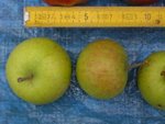 petites pommes vertes nov 5 2009 réduit.jpg