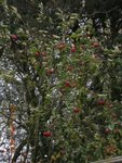 pommier rouge réduit.jpg