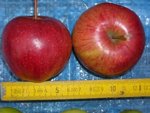 pommes rouges oov 5 2009 réduit.jpg
