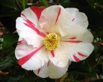 Dainty ( California )