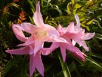 tu les reconnais tes beaux amaryllis d'automne!!!!!