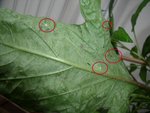 insectes_blancs.jpg