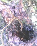 KakiParasiteFrene4.JPG