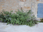 DSC00086.JPG
