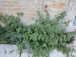 DSC00087.JPG