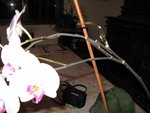 IMG_0451B.jpg