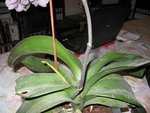 IMG_0452B.jpg