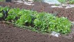 Voici la même butte vue sur le côté. Derrière, vous apercevez une deuxième butte où des salades sont repiquées selon le même principe, c'est à dire en biais, et lignes très espacées. <br />Les navets sont entre les salades (à droite). <br />Au fur et à mesure, j'ai répandu du broyat précomposté. Il reste des espaces libres.