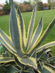 Agave 1.jpg