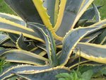 Agave 2.jpg