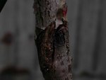 arbre.jpg