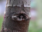arbre2.jpg