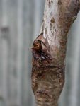 arbre3.jpg