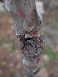 arbre4.jpg