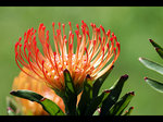 fleur-exotique.jpg
