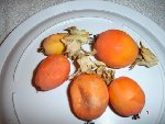 récolter les fruits quand ils sont oranges vifs