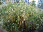 1PB050034.jpg