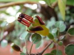 img_4021_fushia_procumbens.jpg