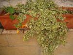plante 01.jpg
