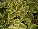 plante 02.jpg