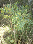 Voici le plant de ruda tel que je l'ai trouvé sur une colline du Lot.