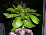 mai 2008 !!!.JPG