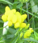 fleur.jpg