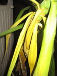 IMG_4325_6_1.JPG