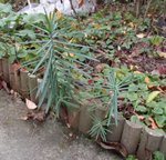 plante inconnue.jpg