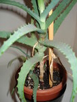 DSC02810.JPG