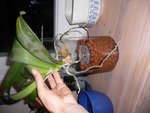 P1110577 bis.jpg