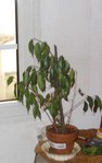 ficus.jpg