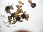 la ce sont les fleurs sèches ( plutot bien mouillées car il pleut)