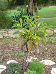 2009 - Novembre - Arbuste .jpg