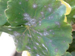 Photo005.jpg